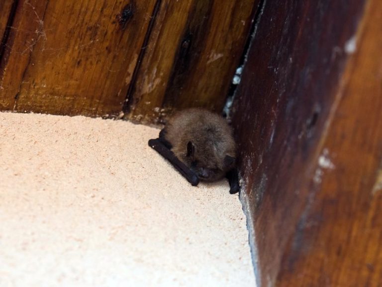 5 Signs You Have a Bat Infestation in Your Home