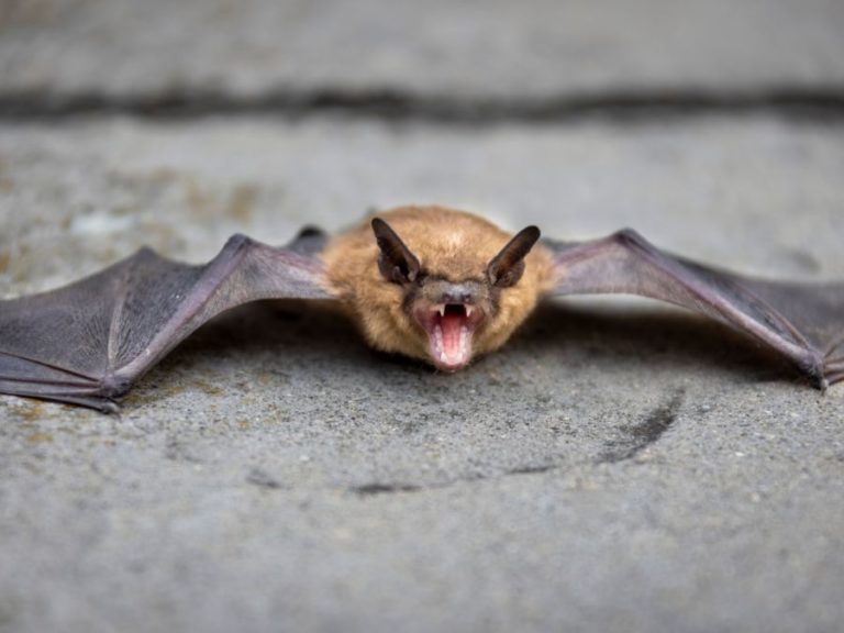 The Homeowner’s Guide to Safe Bat Removal in Melbourne, FL