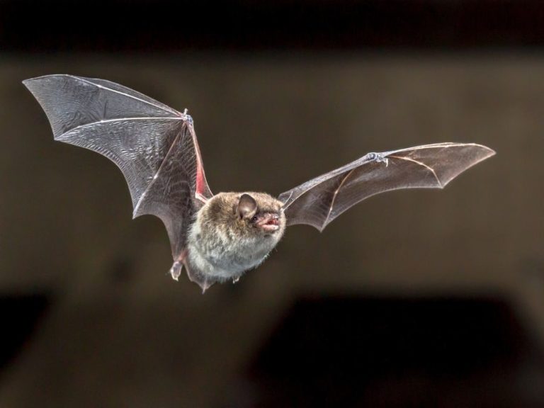 Understanding Melbourne’s Bat Species: An Insight into Humane Bat Relocation
